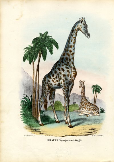 Giraffe, 1863-79 by Raimundo Petraroja